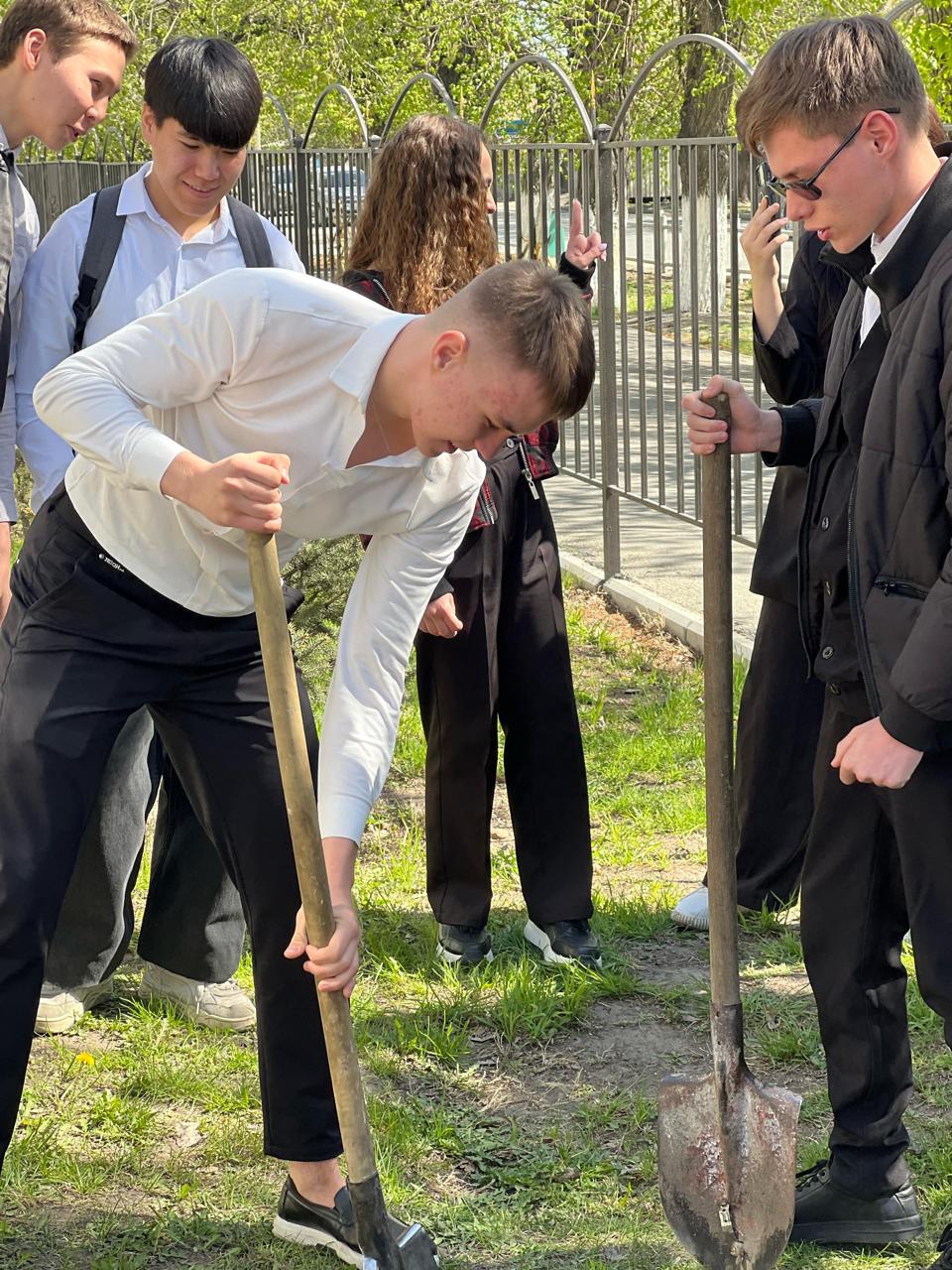Ежегодная посадка елей.